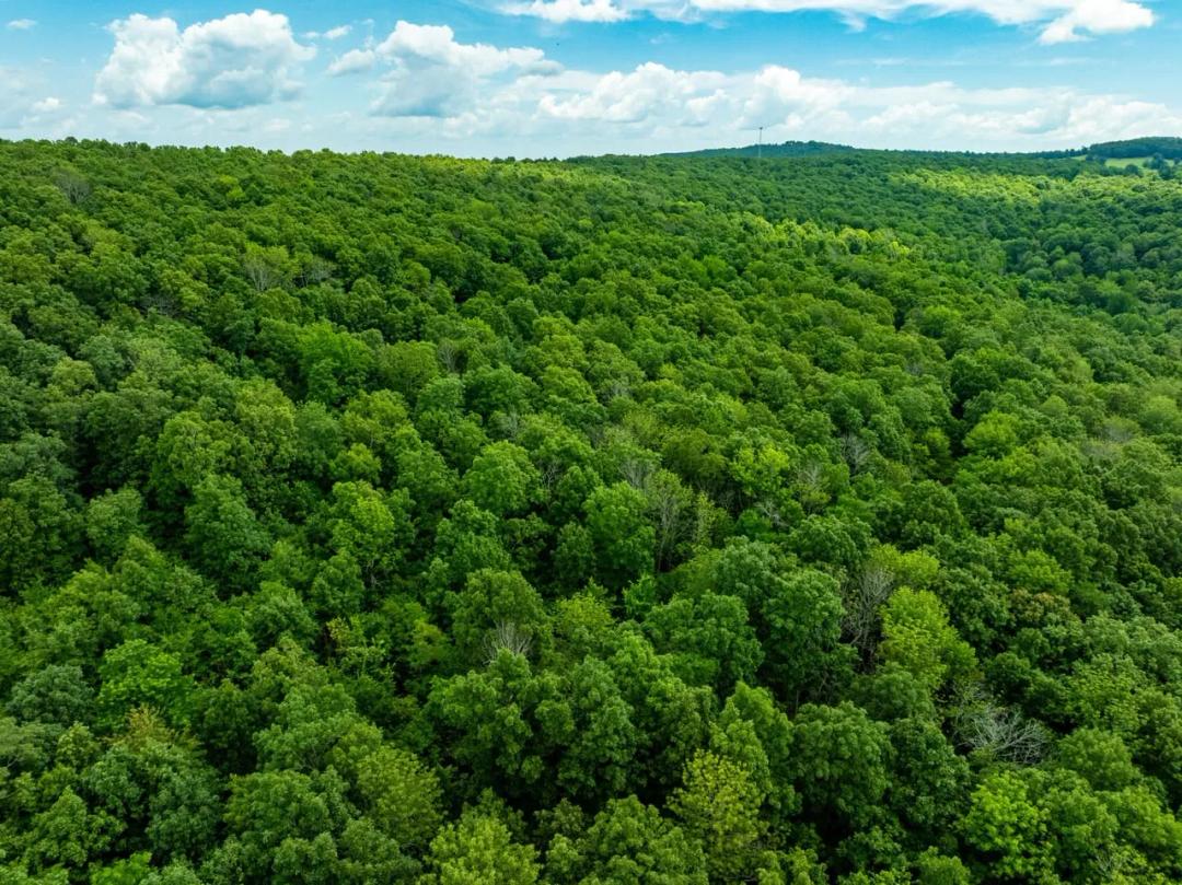 80 +/- Acres, Hunting Property, Wooded, Leslie, Arkansas, Stone County