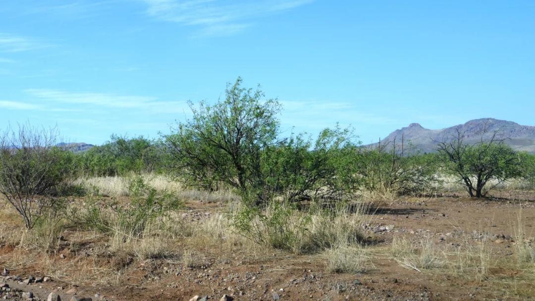 Historic Cochise County near Douglas Arizona. Mobile home lot