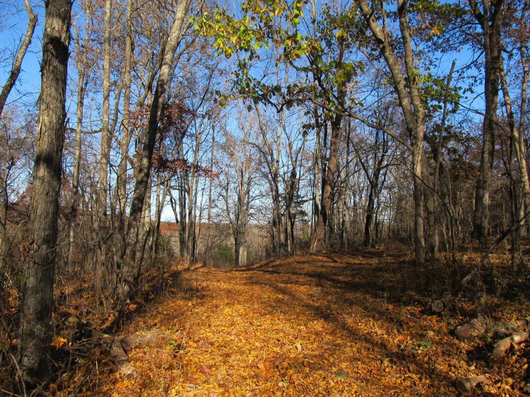 NEWTON COUNTY LAND JOINS NATIONAL FOREST