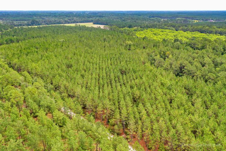 Timberland Investment Tract Ware County, GA