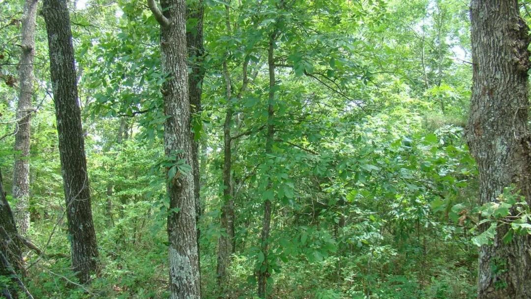 Surveyed 11.98 Acres, Electric Available, No Restrictions, Paved Road Frontage, Close to Jacks Fork River