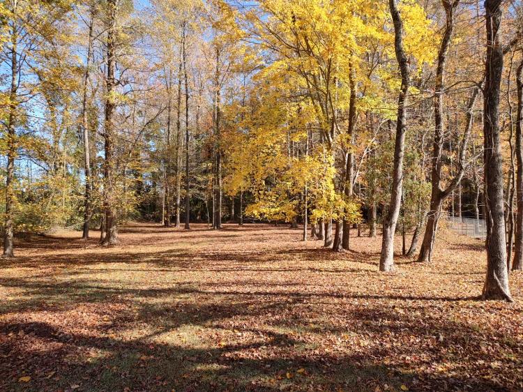 Large Wooded Homesite in Tree Shade