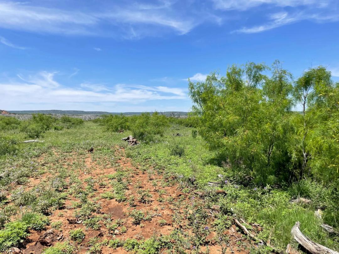 25 Acres (Tr 1), Taylor County