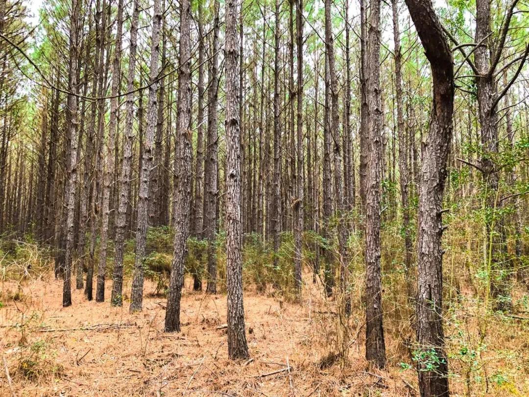 35 Acres | T-12 | Spurger Pines