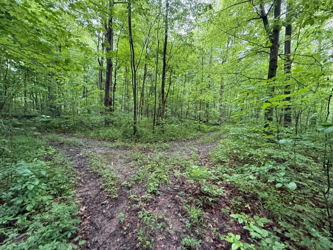 Discover nearly 50 acres of beautiful wooded land in Randolph Co