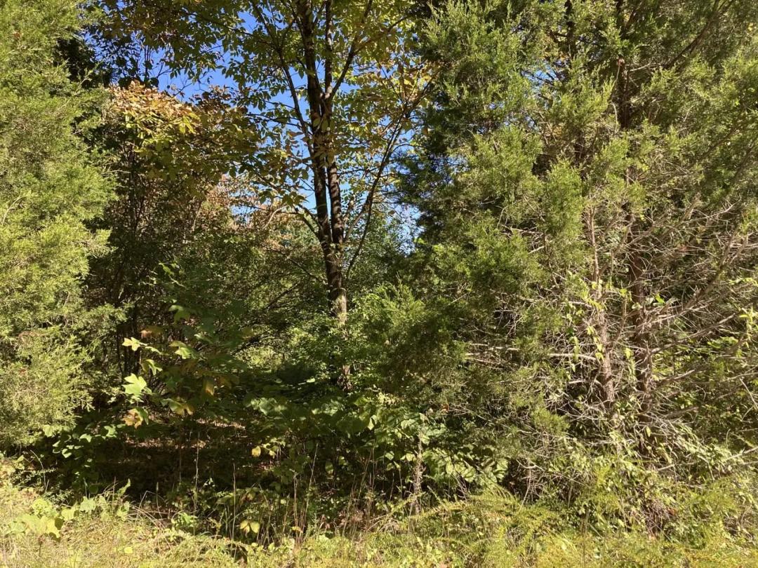 Lots 64-71 S White Oak Drive