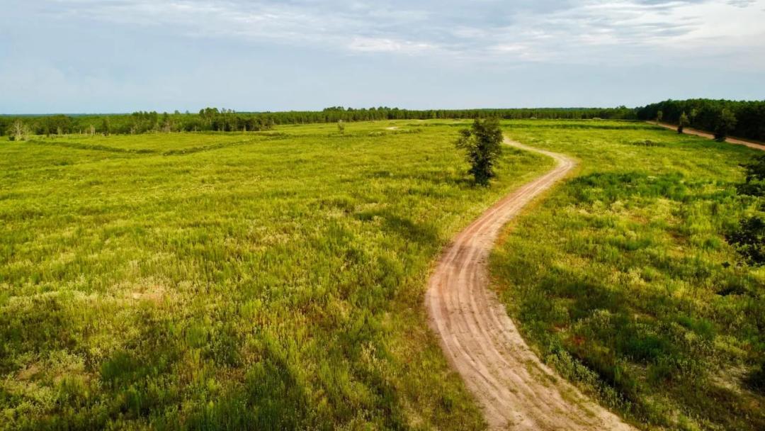 Polk County- 80+/- Acres