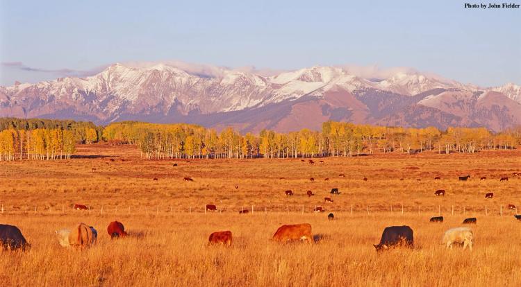Beaver Mesa Livestock & Elk Ranch