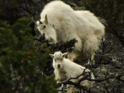 img_Mountain-Goats