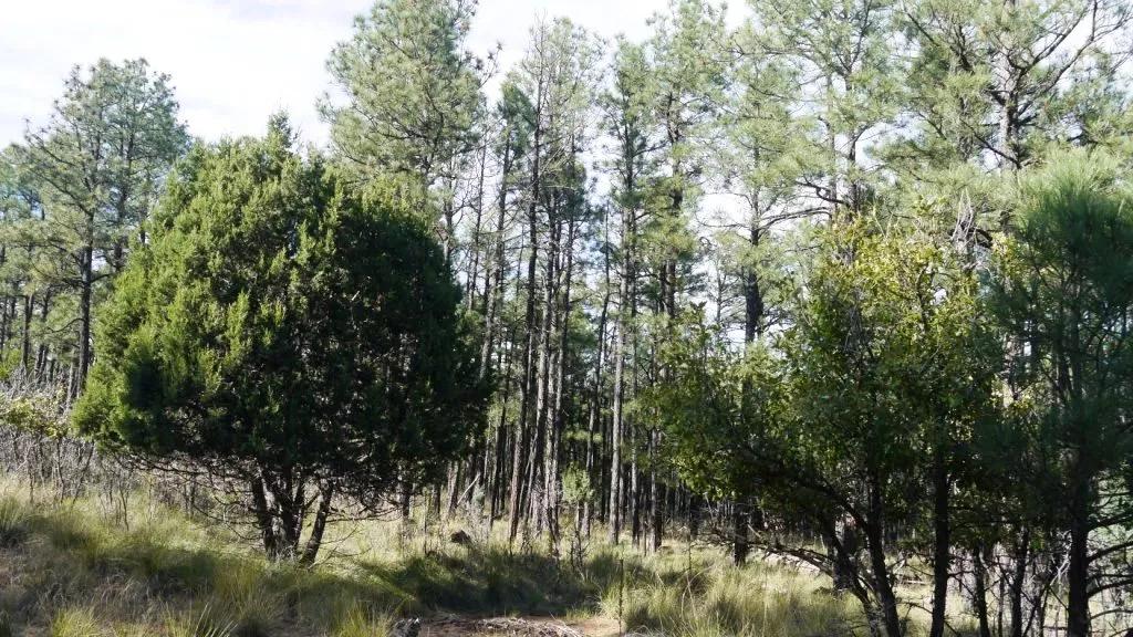 Heavily treed parcel in the mountains of the Lincoln National Forest