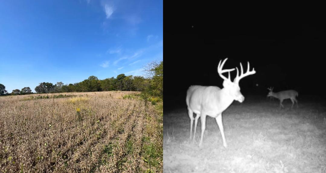 Shelby County, IL 86 Acres For Sale