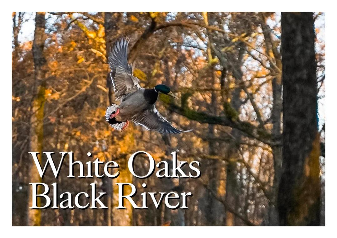 White Oaks Black River