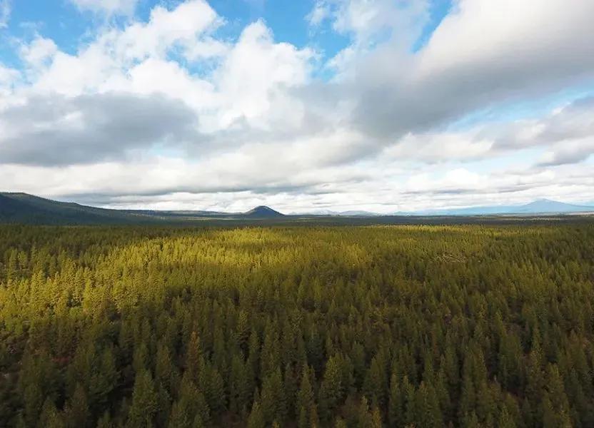 Bull Springs Skyline Forest