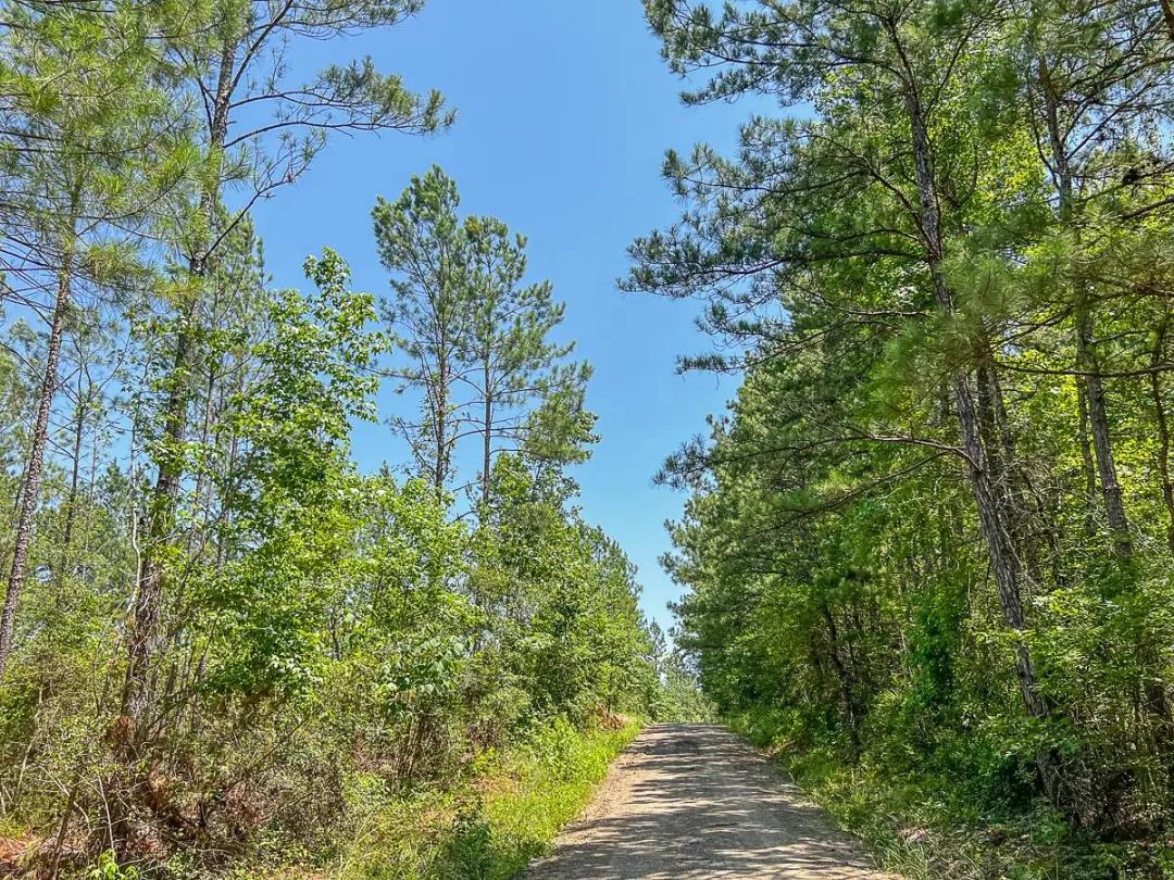 37 Acres | CR 364 | T-4