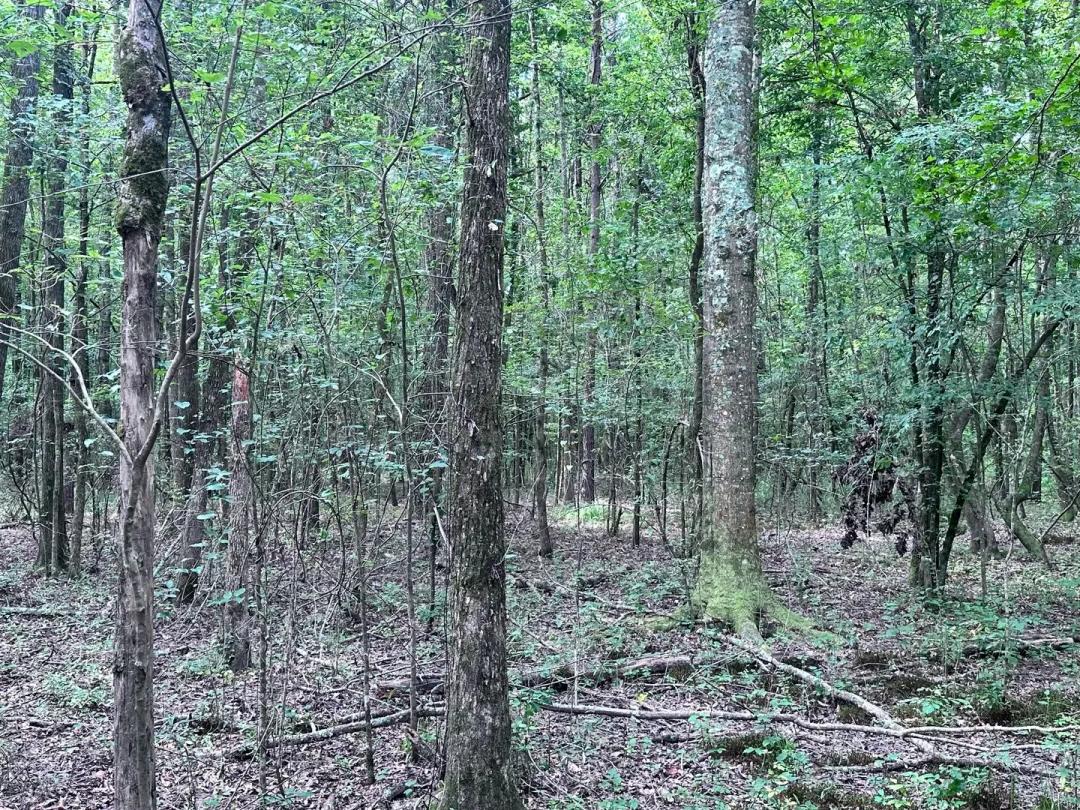 116 Acres of Hunting and Recreation