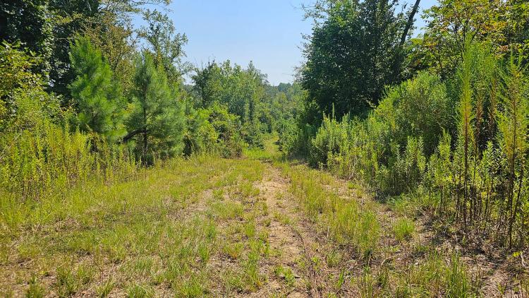 237.81 Acres in Holmes County, MS