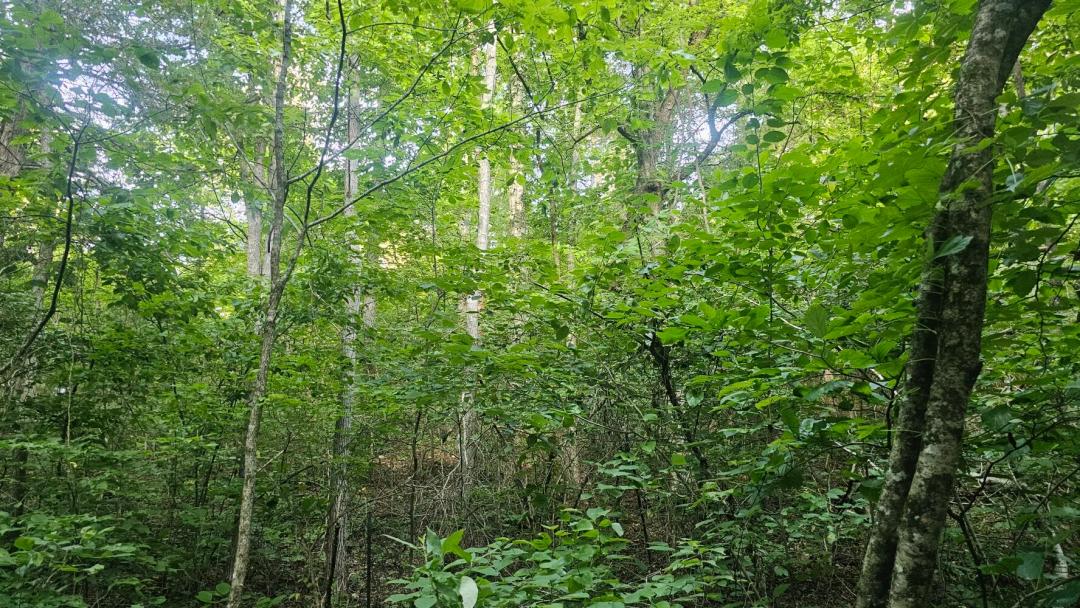 32.00 Acres at 0 Tomahawk Slab Rd