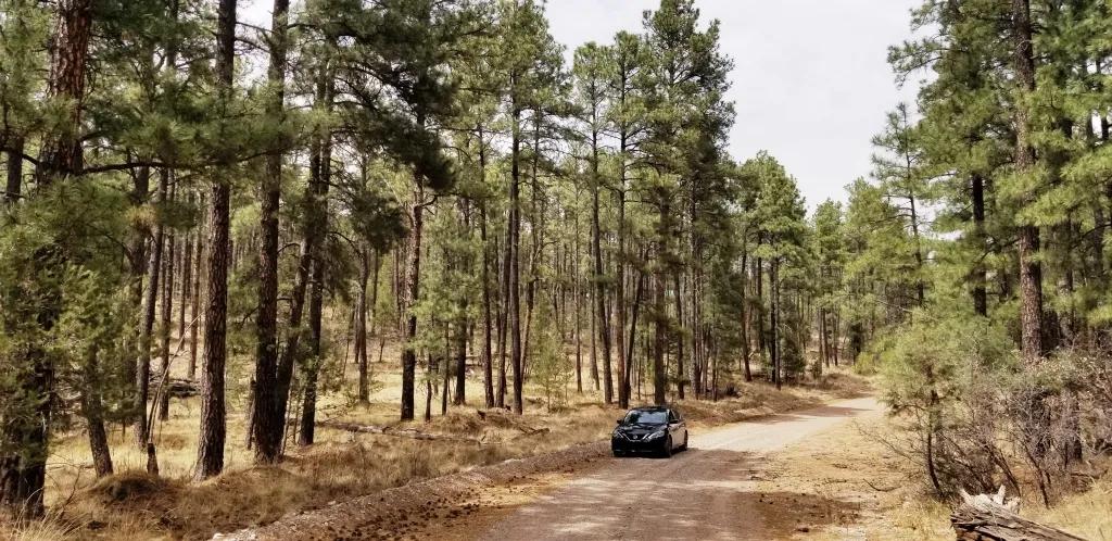 Treed Residential Parcel - Timberon New Mexico