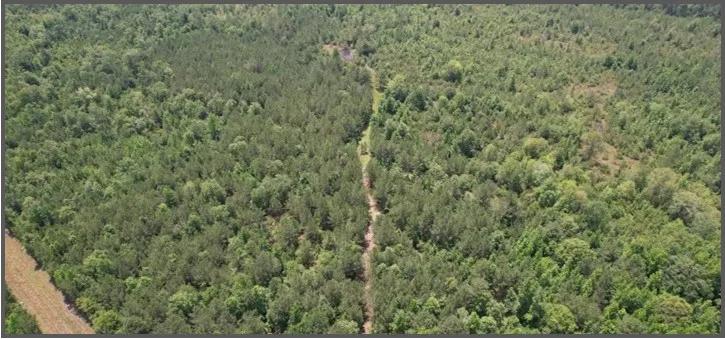 80 Acres in Clarke County in Pachuta, MS 
