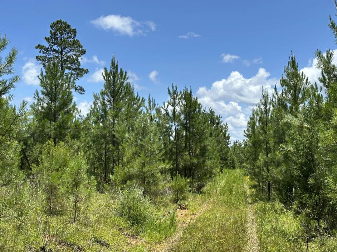 young pine, big creek