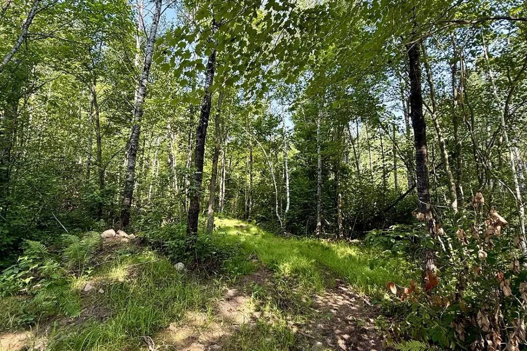 10.13 Wooded Acres Near Danbury, WI | Buildable Land $71,900