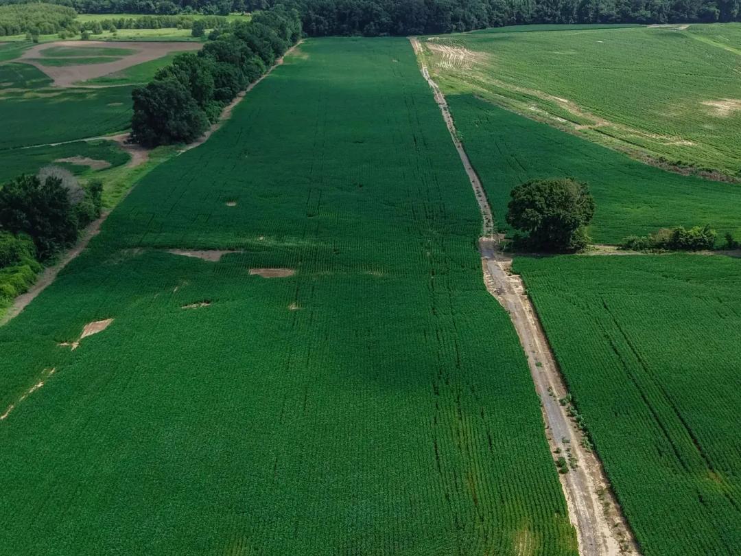 98.21 Acres in Dyer County, TN