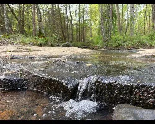 Secluded 20.90 Acres in Pisgah, AL, with Mixed Pasture and Trees