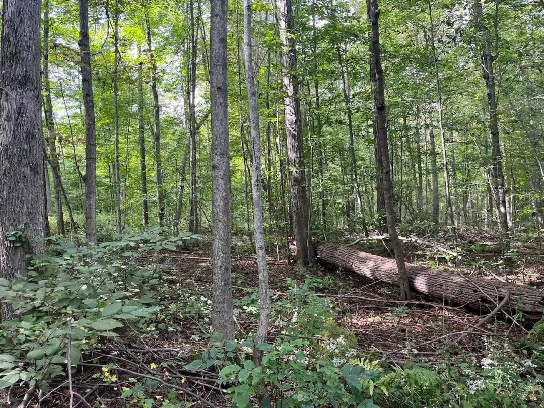 65 acres Hunting Land in the Finger Lakes Region in Springwater NY Liberty Pole Rd