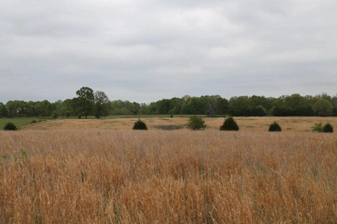 40 Acres in Sharp County, AR