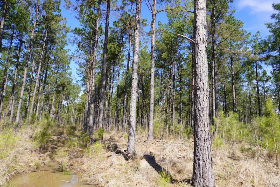 251.00 Acres at 100 Grace Church Road