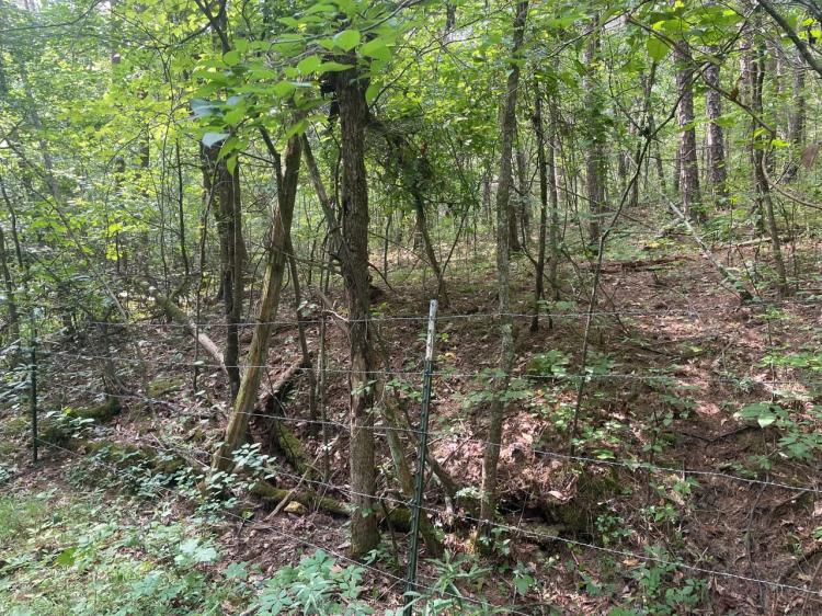 Tract 4 10 acres in Lawrence Co., AL