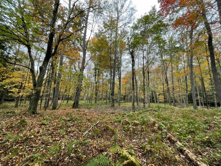 32 acres Hunting Land and Recreational Land in Bethel NY Mount Hope Road