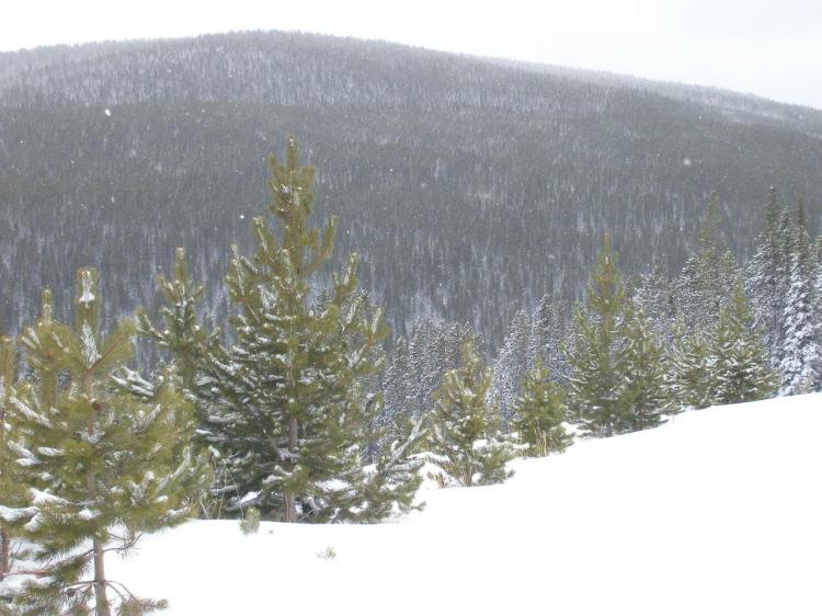 5 acres of Remote Pristine Mountain Land * Helena National Forest *
