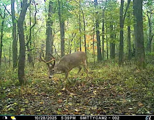 40± Acres in Trophy Deer Country with Potential Home Sites– Williamson County