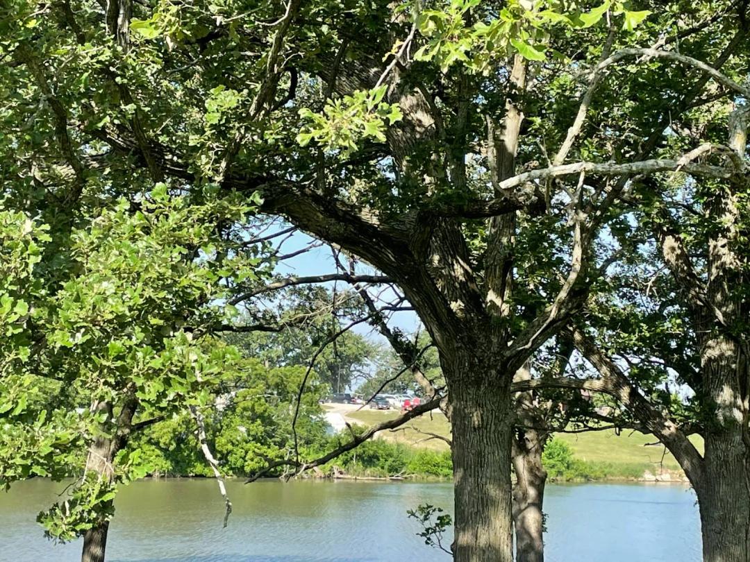 3+ Ac Lots for Sale, 25 Acres for sale in 3 AC plots Pond Trees
