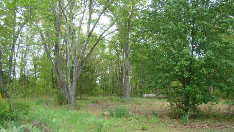10 Wooded Acres,Electric On Property, Close To Jacks Fork River, Shirt Distance Off Paved Road. Texas County