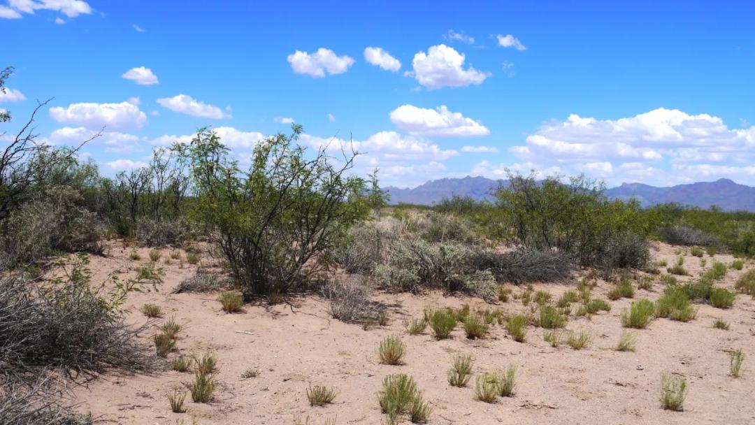 Southern New Mexico Between Columbus and Deming * 2 full acres