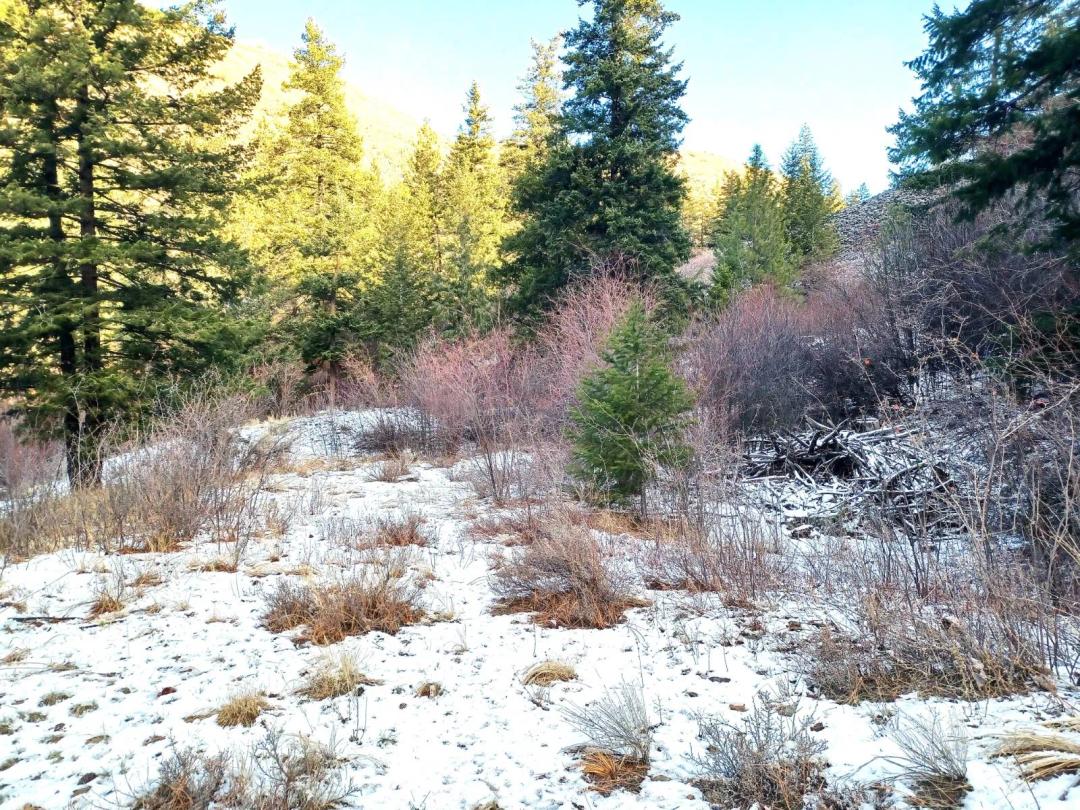 FOR SALE: 49 acres with trees near Waterville WA