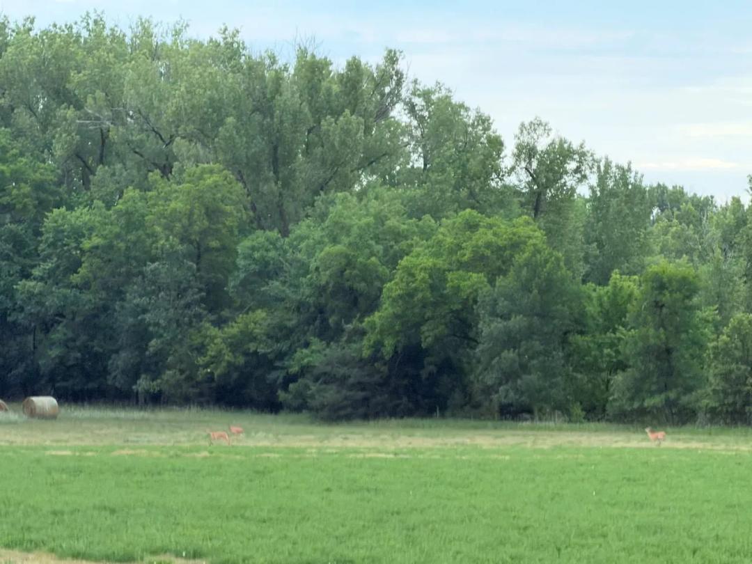 Recreational Land with Verdigre Creek, Wetlands, Timber & Potential Cabin Site