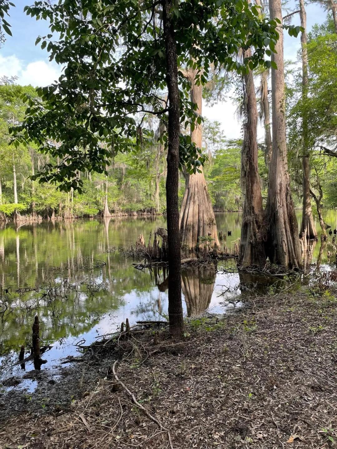 Bodcau Bayou, Bossier, 40ac+/-
