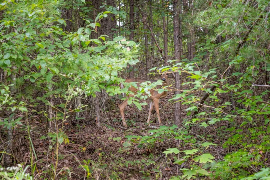 2800 Acres in Red River Gorge, KY