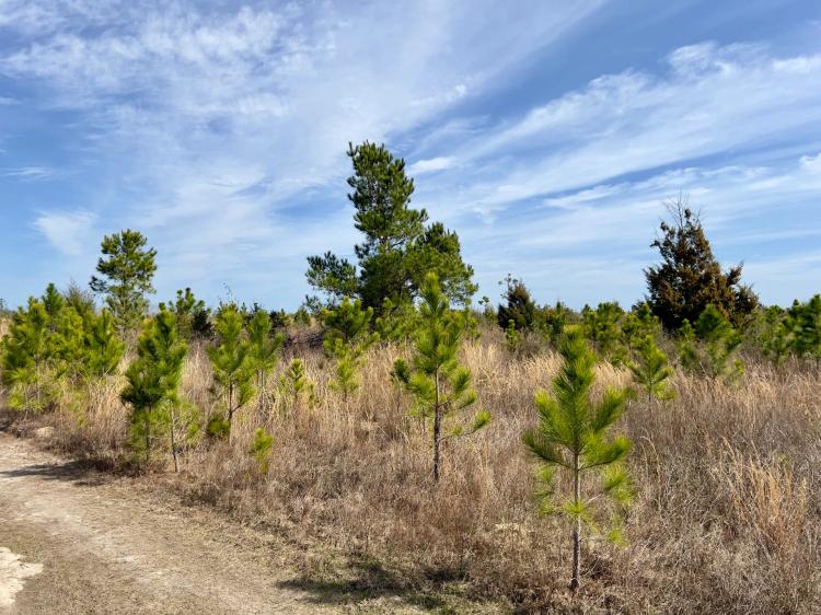 109 Ac Timber Investment North FL
