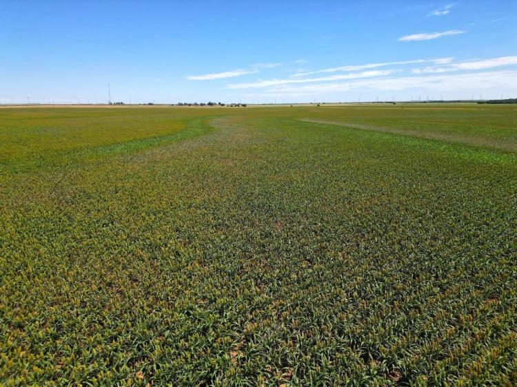 North Kiowa County 160+/- Tillable Acres and Mineral Rights