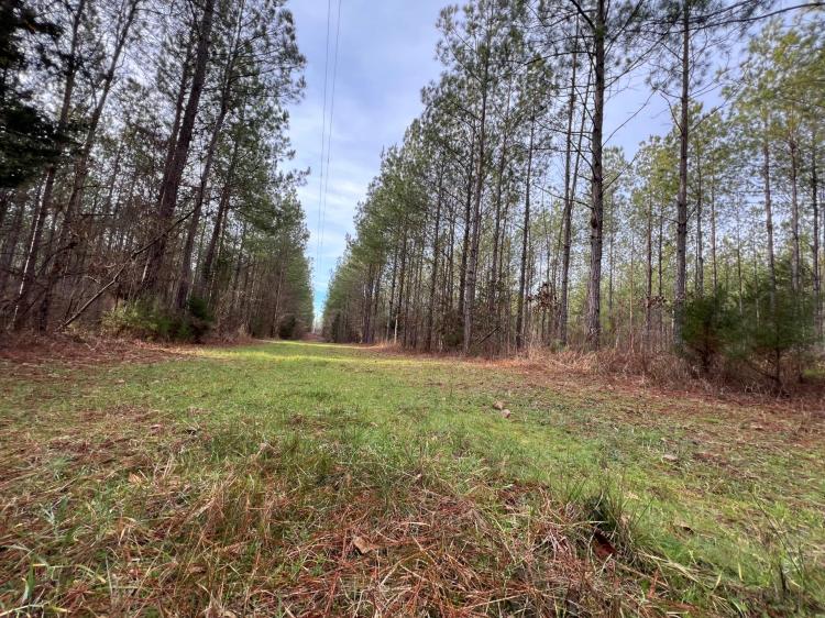 35.04 +/- Acres, in Camp Hill, AL