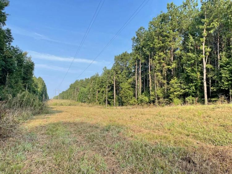 38 Acres Hunting Timberland for Sale Huttig, AR