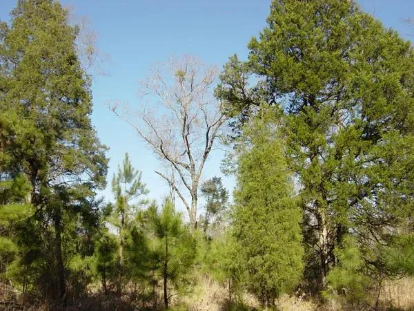 36.52 Acres of Lkefront Land