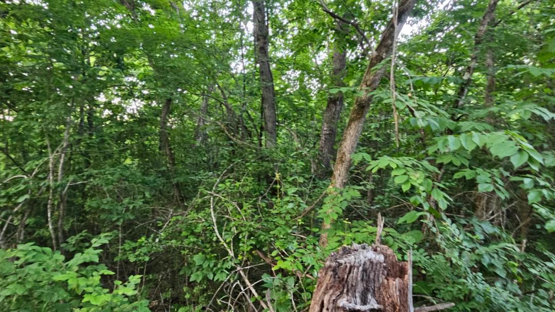 26.00 Acres at 006 Tomahawk Slab Road