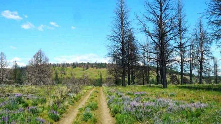 REDUCED * 2 adjoining lots Klamath County Oregon * burned in Fire several years ago.