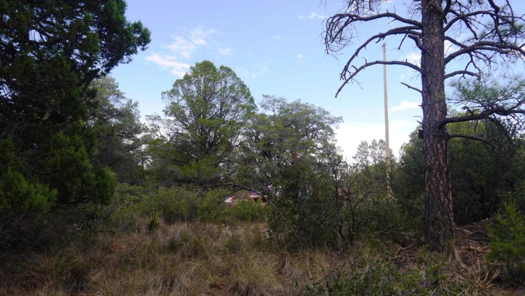 Timberon Residential Building Lot 1+ acre Trees - Corner Lot