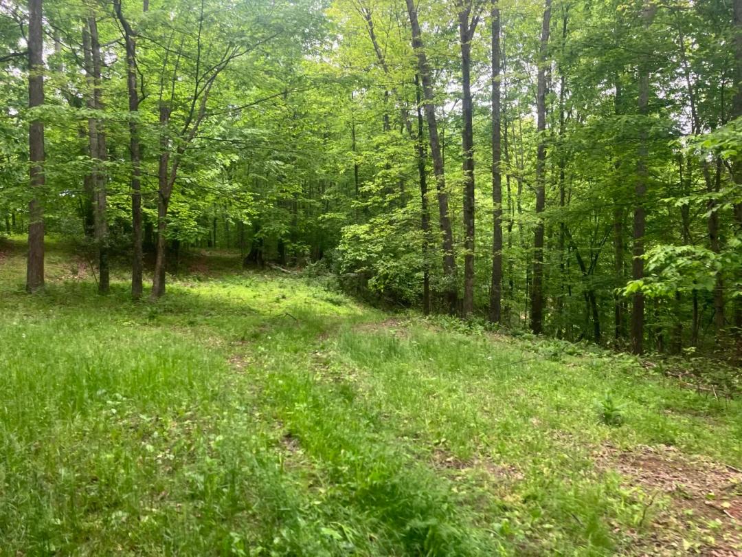 141.00 Acres at 1180 LITTLE TRACE RUN RD
